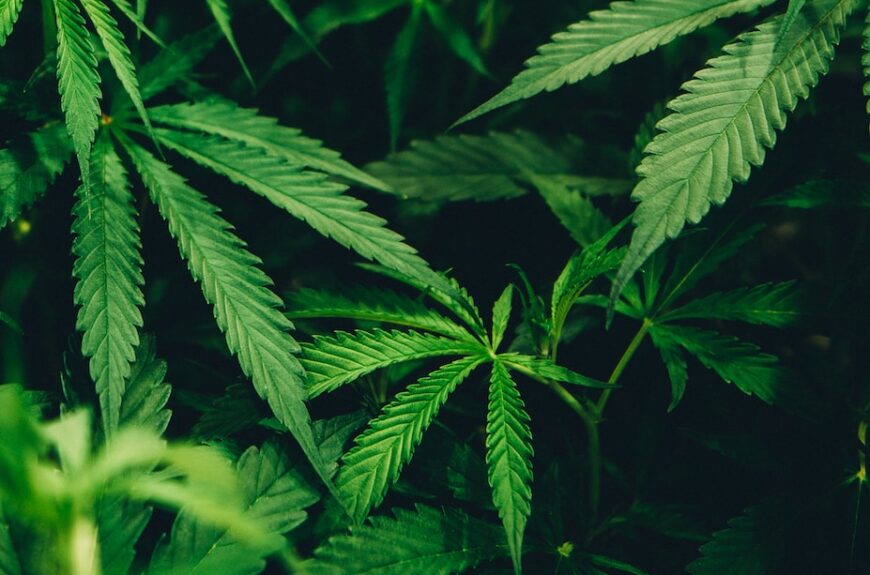 closeup photo of cannabis plant